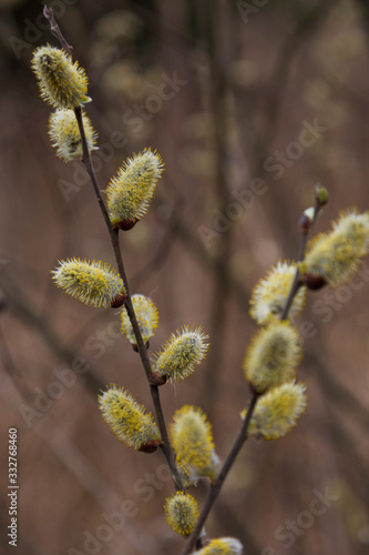 Flowering pussy-willow branches with catkins in nature