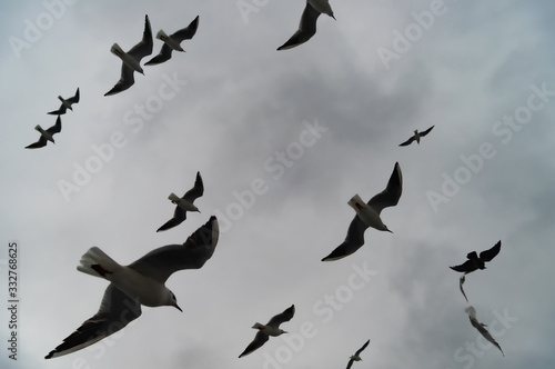 Seagulls in the sky © canaran