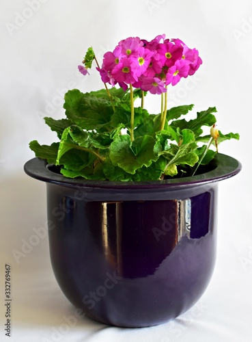 Beautiful pink flowers of Primula Twilly Touch Me Midi F1 Magenta in a pot. photo