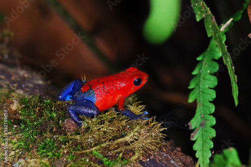 The strawberry poison-dart frog (Oophaga pumilio) from Costa Rica