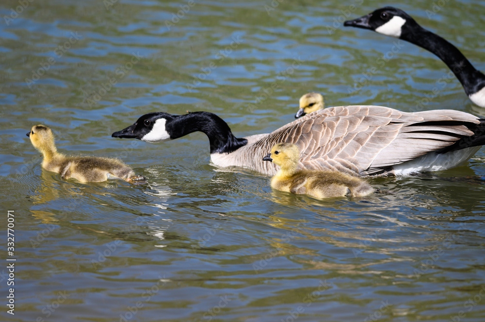Fototapeta premium Newborn Goslings Learning to Swim Under the Watchful Eye of Mother