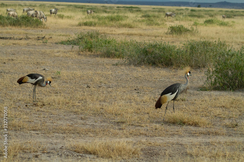 Grey Crested Crane feeds on the kenyan plains