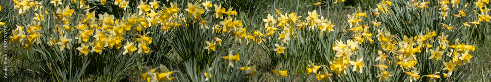 Panoramabild von Osterblumen auf einer Wiese Panoramabild von Osterblumen auf einer Wiese