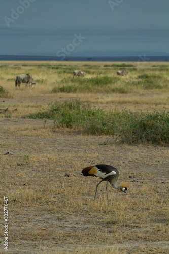 Grey Crested Crane feeds on the kenyan plains