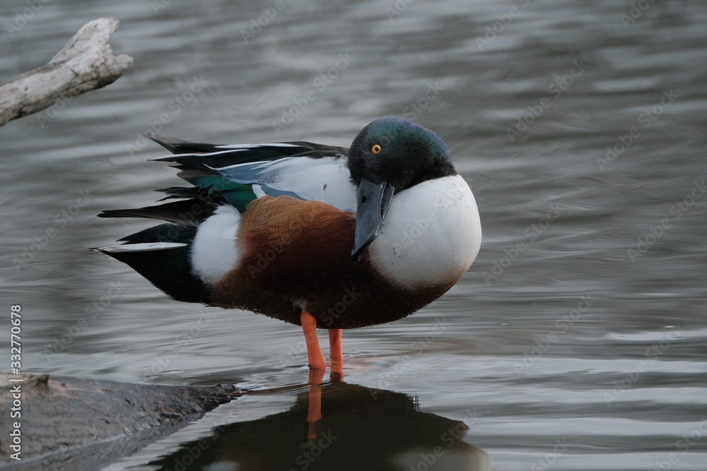 Ducks Ducks