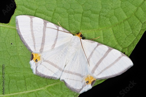 Opisthoxia saturniaria compta (Geometridae) a rare moth from Costa Rica photo