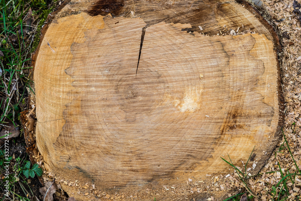 Tree rings, cross section of cut old tree. Texture of the tree from inside Tree rings, cross section of cut old tree. Texture of the tree from inside