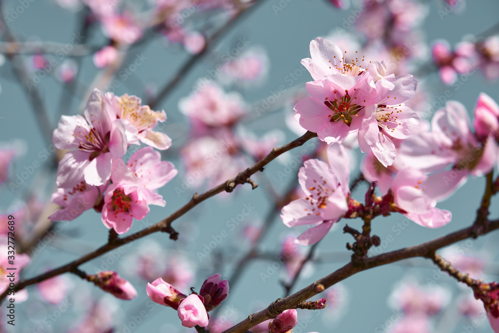 bright pink and white flowers on trees, blooming, spring landscape, beautiful background