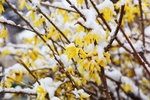 Early spring snowfall . Yellow Blooming trees covered with snow