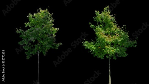 High quality 10bit footage of autumn trees on the wind isolated with alpha channel. perfect for compositing. Made from 14bit RAW