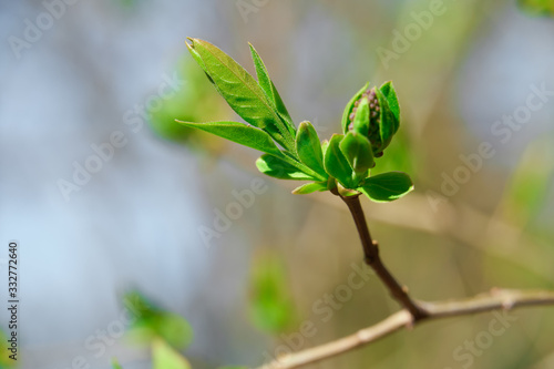 spring buds on trees, blooming and young leaves, bright spring landscape, beautiful background