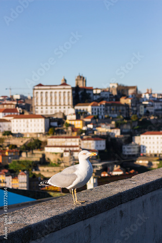 panoramic view of the city of Porto Portugal with a seagull from vila nova de gaia on a sunny day