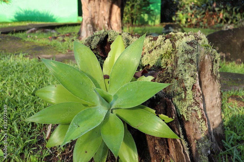 Obraz premium Green bromeliad growing on tree trunk