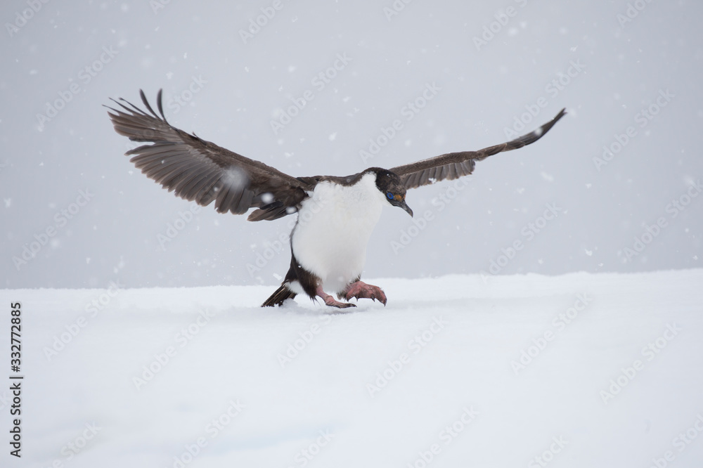 Obraz premium Antarctic Shag on the ice
