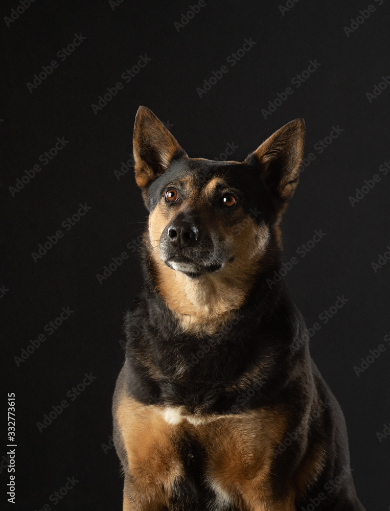 dog on a dark background. Beautiful pet. Animals in the studio. dog on a dark background. Beautiful pet. Animals in the studio.