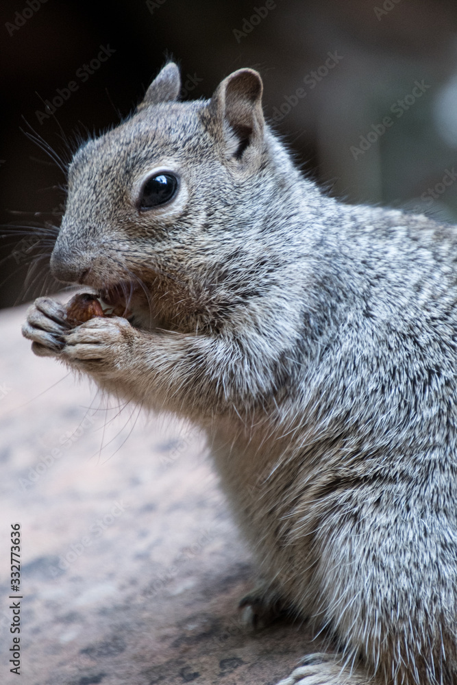 Naklejka premium scoiattolo grigio 02 - ripreso in primo piano verticale