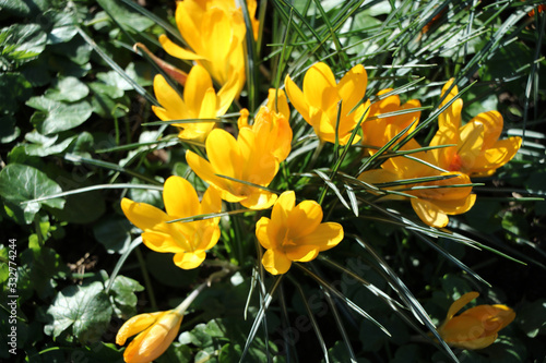 bunte Blumen im Fr  hling