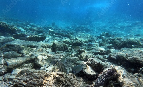 Fototapeta Naklejka Na Ścianę i Meble -  Underwater Scene Background, Diving