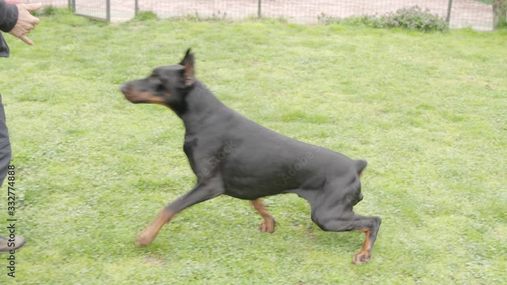 Dog trainer at work outdoors. Obedience and protection doberman dog training. Dog trainer at work outdoors. Obedience and protection doberman dog training.