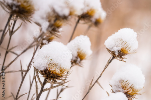 Snow On Dry Plants Of Flowers In Winter Close Up.
