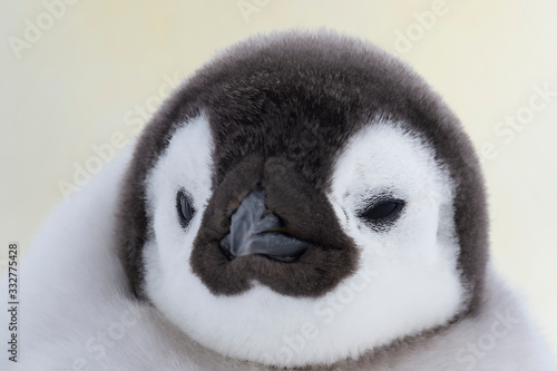 Fotografie Emperor Penguin chick close up in Antarctica