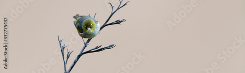 Silvereye on a dry branch at Bushy beach in New Zealand. photo