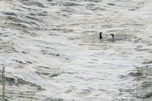 Yellow-eyed penguin couple in the water fluttering and squawking each other at Bushy beach in New Zealand.