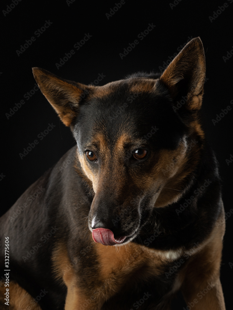 dog on a dark background. Beautiful pet. Animals in the studio. dog on a dark background. Beautiful pet. Animals in the studio.