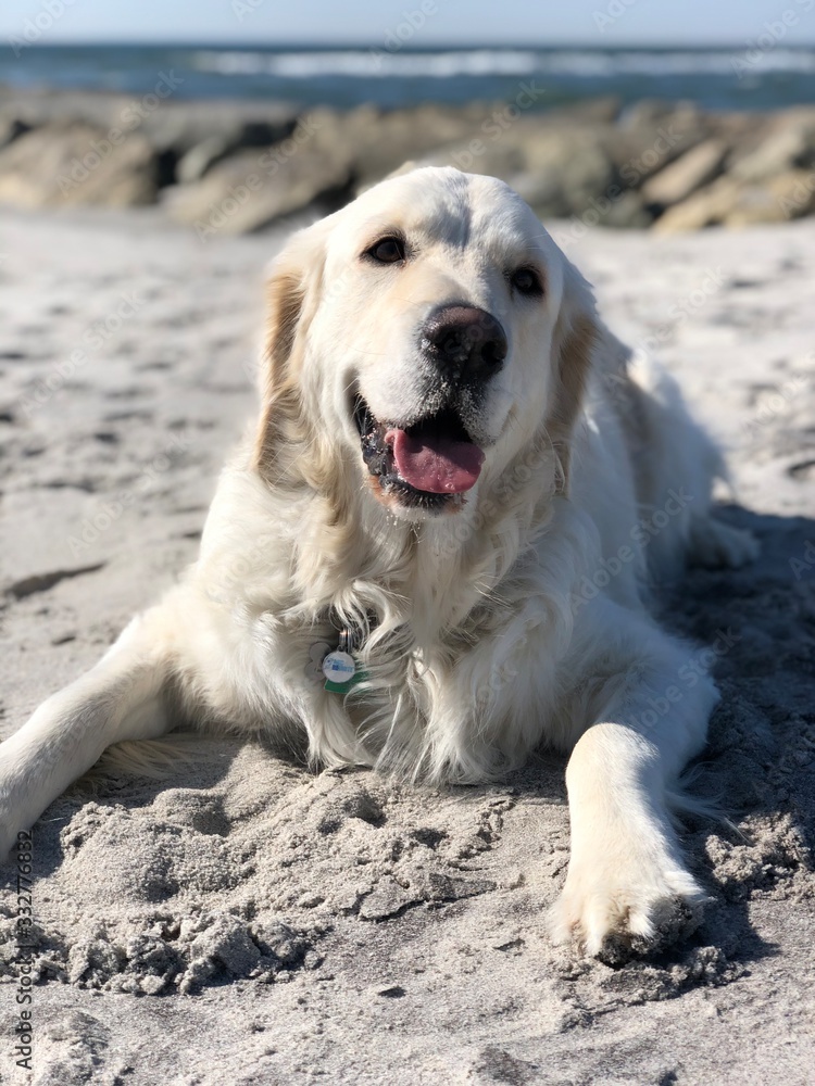 Golden Retriever on beach Golden Retriever on beach