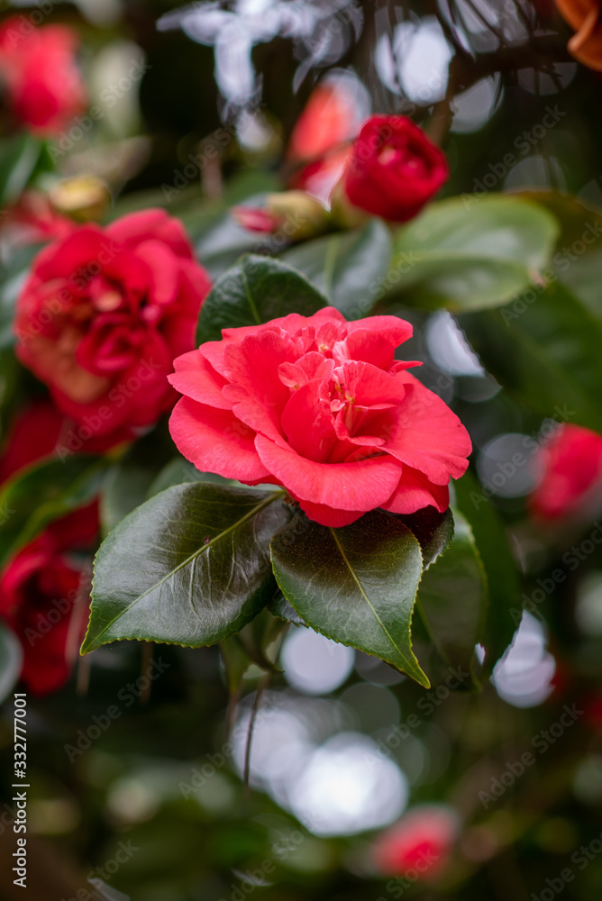 Blooming red camellia japonica emperror of russia Blooming red camellia japonica emperror of russia