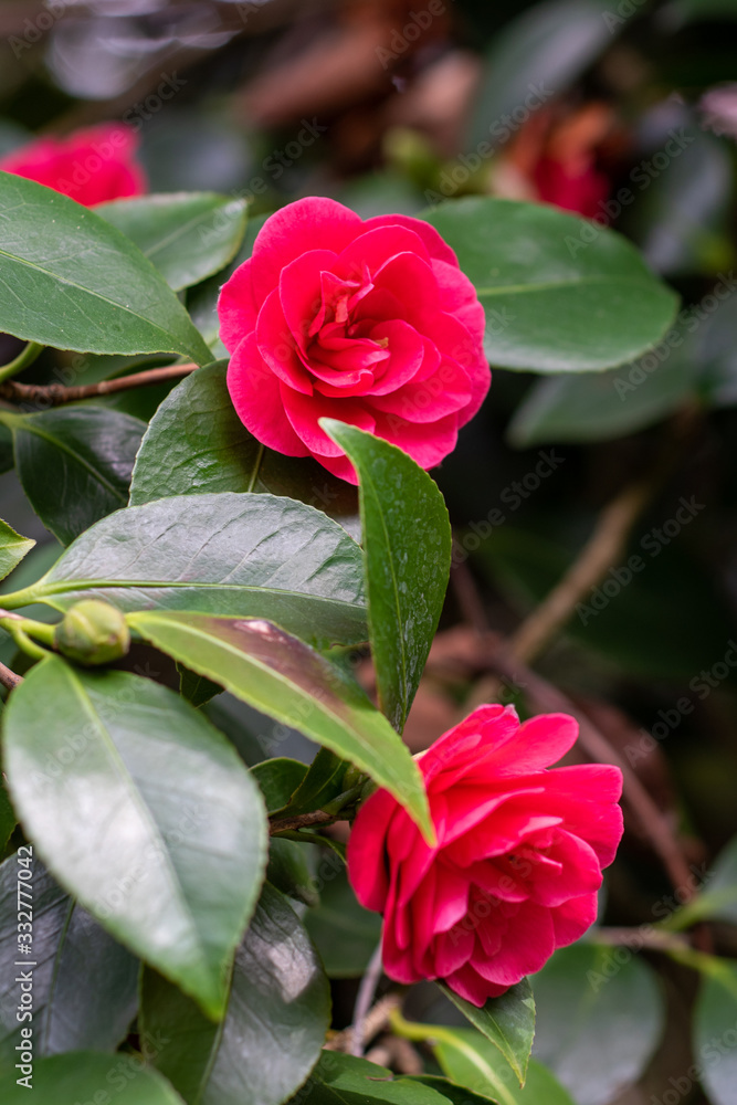 A flower of red camellia japonica Covina