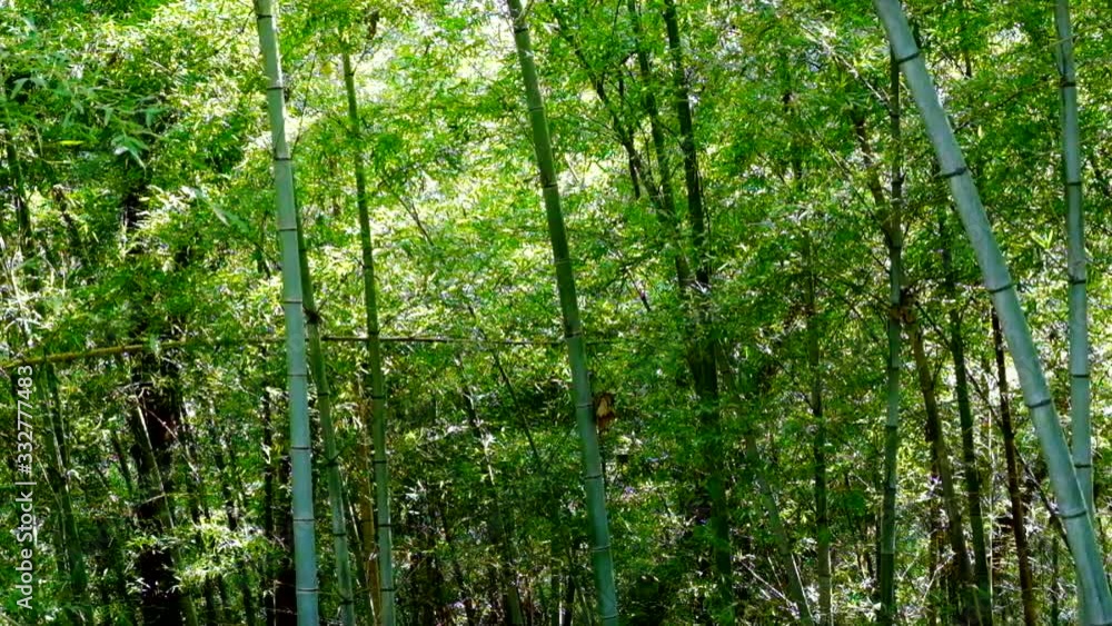 竹やぶの風景 竹やぶの風景