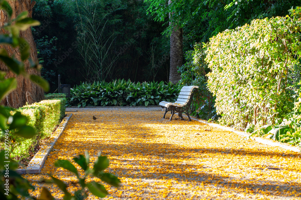 Banco solitario en el parque cubierto de flores amarillas