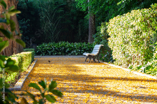 Obraz na płótnie Banco solitario en el parque cubierto de flores amarillas w salonie