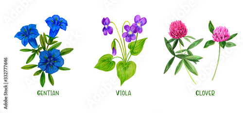 Wild field plants and flowers set, hand drawn watercolor