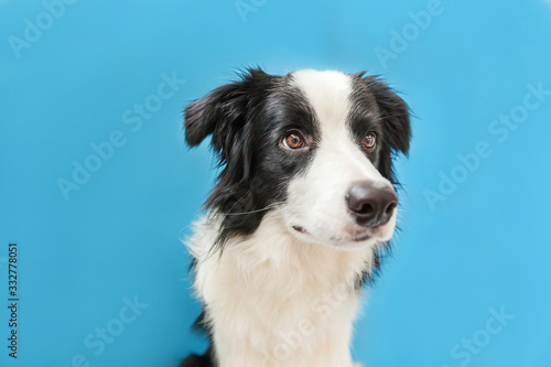 Fototapeta Naklejka Na Ścianę i Meble -  Funny studio portrait of cute smilling puppy dog border collie isolated on blue background. New lovely member of family little dog gazing and waiting for reward. Pet care and animals concept