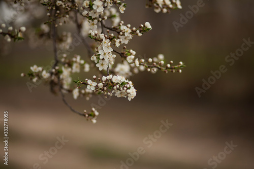 blossomed cherry tree.romantic spring background