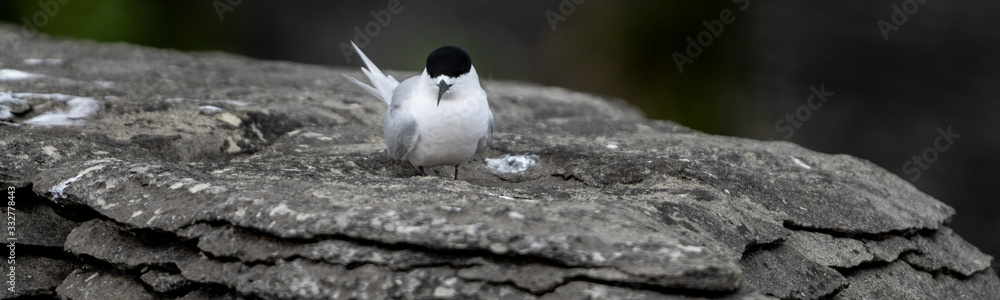Fototapeta premium Active tern of the white-fronted tern colony at Pancake rocks, New Zealand.