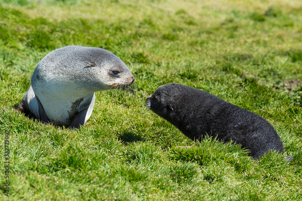 Obraz premium Antarctic fur seals pup close up in grass
