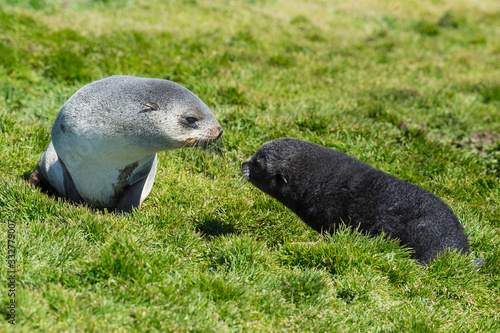 Antarctic fur seals pup close up in grass