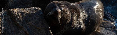 New Zealand fur seal active during a sunny sunrise at Shag Point, New Zealand photo