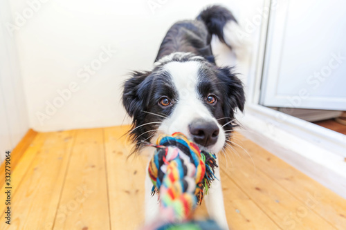 Funny portrait of cute smilling puppy dog border collie holding colourful rope toy in mouth. New lovely member of family little dog at home playing with owner. Pet care and animals concept.