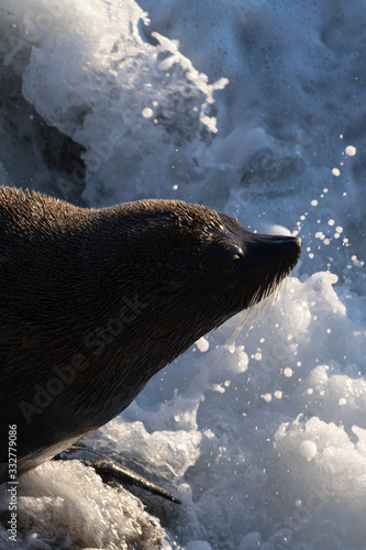 New Zealand fur seal splashed with sea water during a sunny sunrise at Shag Point, New Zealand. photo