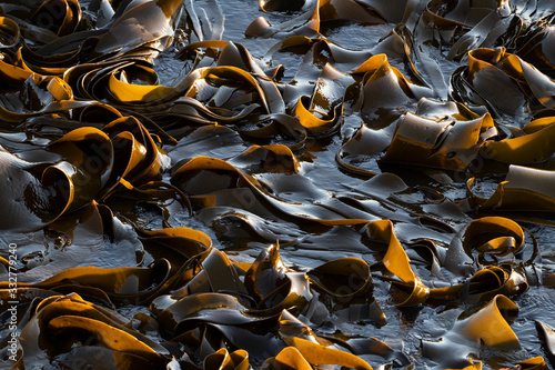 New Zealand kelp floating on the sea water at Shag Point, New Zealand.