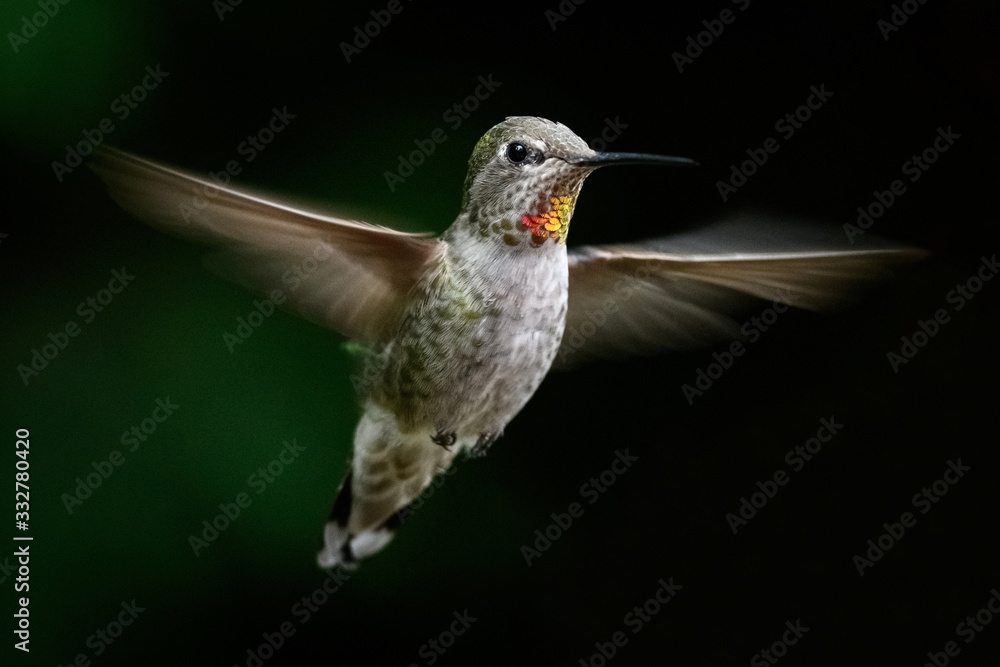 Fototapeta premium Hummingbird in flight