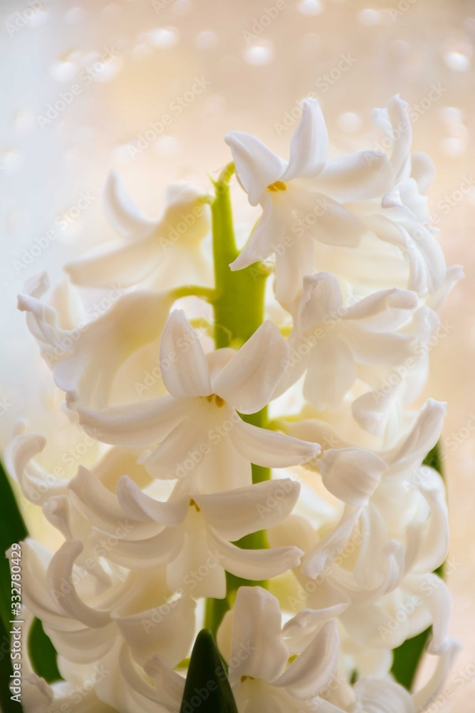 White spring hyacinth closeup on a blurry rain background White spring hyacinth closeup on a blurry rain background