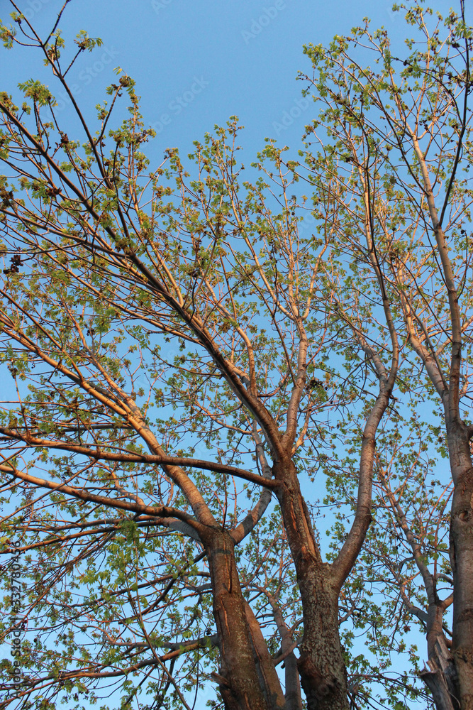 Springtime Buds on Tree Vertical Springtime Buds on Tree Vertical