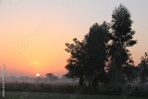 tree in sunset with a bright orange pink sun and grass fields.