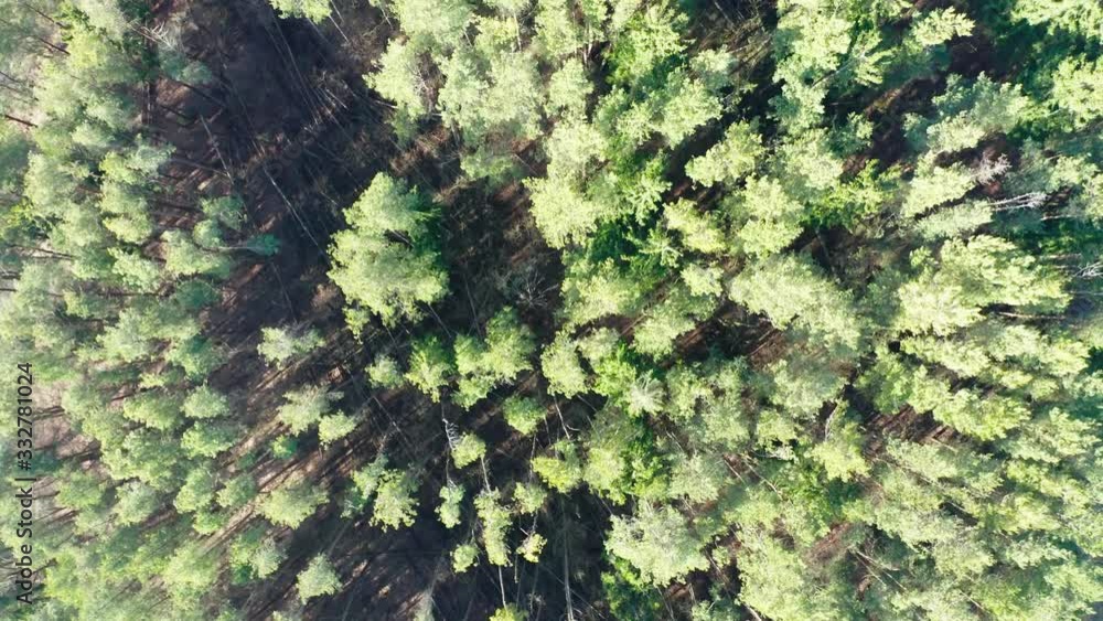 Drone shot flying forward through spring pine tree forest. Sunny day, nature background. Drone shot flying forward through spring pine tree forest. Sunny day, nature background.
