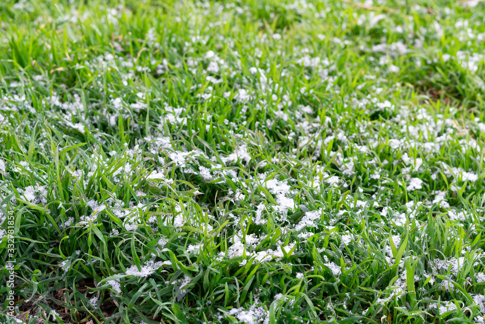 Snow on the green grass Snow on the green grass